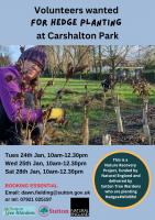 Help needed with hedge planting at Carshalton Park: come along please